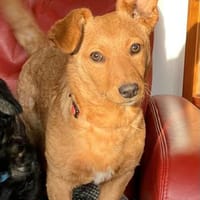 Sheron auf Pflegestelle 91058 Erlangen, Hündin zur Adoption