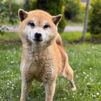 Picasso CAA15265, chien à adopter