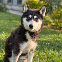 Pablo CAA15266, chien à adopter