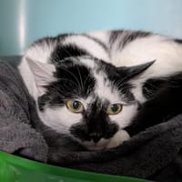 MIRA, chatte à adopter