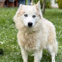Frida CAA15272, chienne à adopter