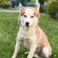 Mona CAA15274, chienne à adopter