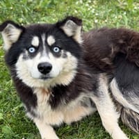 Sachka CAA15267, chienne à adopter
