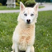 Georgia CAA15276, chienne à adopter