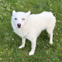 Dali CAA15269, chien à adopter