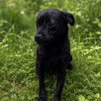 Nyx, chienne à adopter