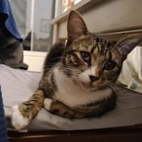 WICCA, chat à adopter