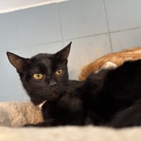 SARAH, chatte à adopter