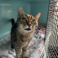 ZIRA, chatte à adopter