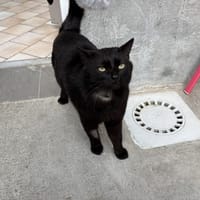 SALEM, chat à adopter