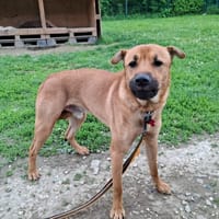 SNOW, chien à adopter