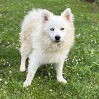 Miro CAA15271, chien à adopter