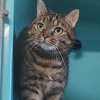 MITSI, chatte à adopter