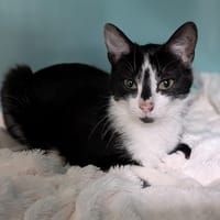 AZURE, chatte à adopter
