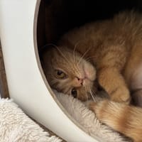 PAILLETTE, chatte à adopter