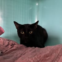 BATMAN, chat à adopter
