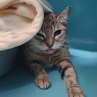 BICHETTE, chatte à adopter
