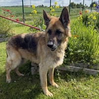 PHILOMENE, chien à adopter