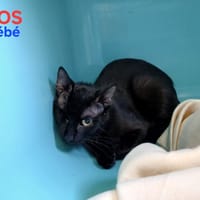 Bébé, chat à adopter