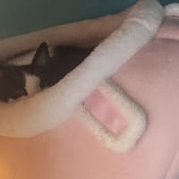 MAKI, chat à adopter