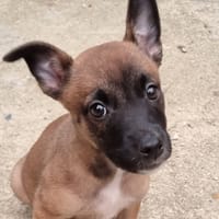 LILI, chienne à adopter