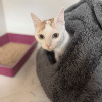 LADY A17406, chatte à adopter