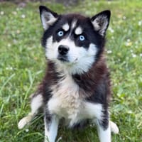 Artemisia CAA15273, chienne à adopter