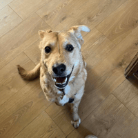 NYMERIA, chienne à adopter