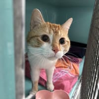 Winnie, chat à adopter