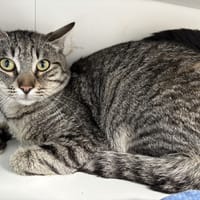 TOUPAK, chat à adopter