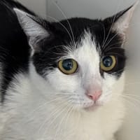 MARIE LOUISE, chatte à adopter