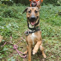 COOKIE, chien à adopter