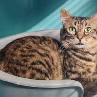 FUEGITO, chat à adopter