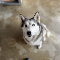 Nouchka, chienne à adopter