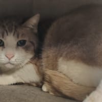 BASTET, chat à adopter