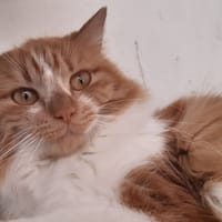 Tokya, chatte à adopter