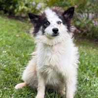 Lisa CAA15275, chienne à adopter