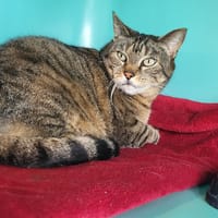 oasis, chatte à adopter