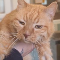 SHATZI, chat à adopter
