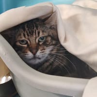 BALSAMIQO, chat à adopter