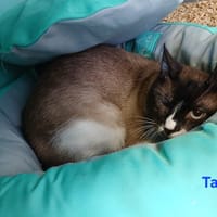 Taho, chat à adopter