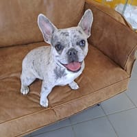 FOLIA, chienne à adopter