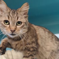 GRITISMI, chatte à adopter