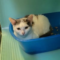Miminou, chat à adopter