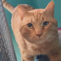 TESHAR, chat à adopter