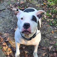 LEPSIE, chienne à adopter