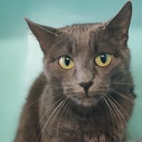 KOUTCHOU, chatte à adopter