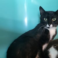 bouba, chatte à adopter