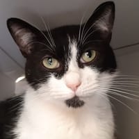 Zaïko, chat à adopter