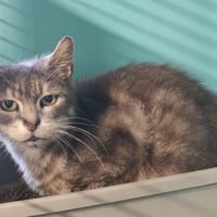 KATYCHETE, chatte à adopter